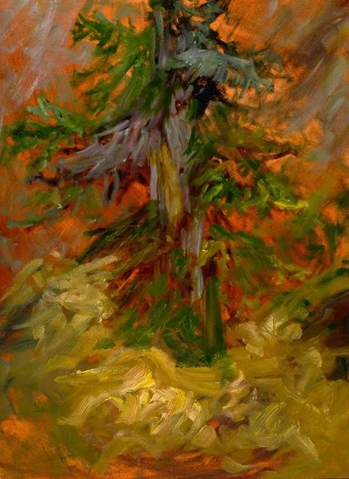 Gestural Winter Pine Tree Millcreek Canyon Utah